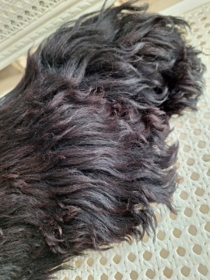 画像14: アンティークブラックパジャマドッグ