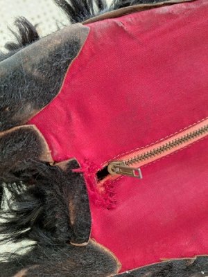 画像17: アンティークブラックパジャマドッグ