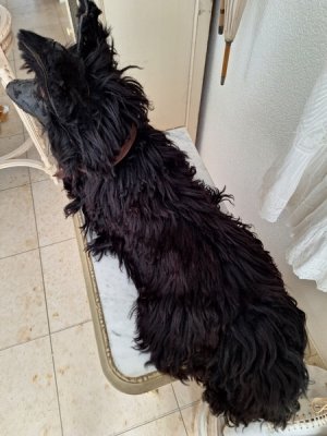 画像6: アンティークブラックパジャマドッグ