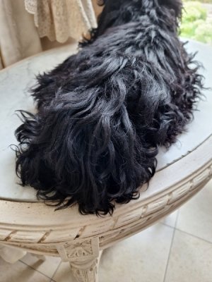 画像5: アンティークブラックパジャマドッグ