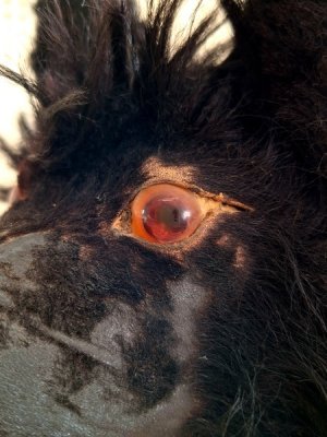 画像9: アンティークブラックパジャマドッグ