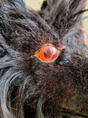 画像3: アンティークブラックパジャマドッグ