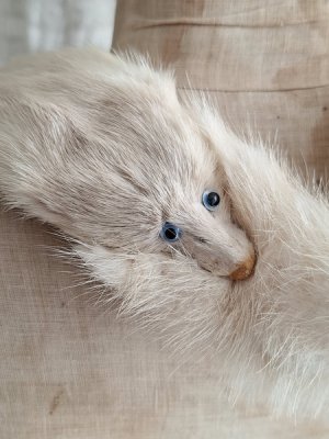 画像8: ヴィンテージリアルファーショール&ハット