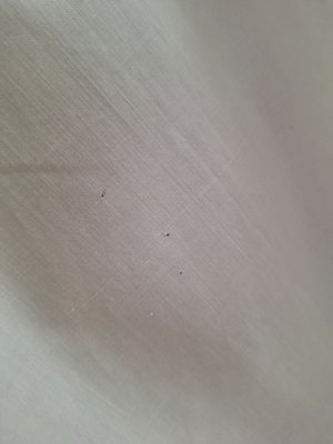 画像11: アンティークコットンリネンブラウス